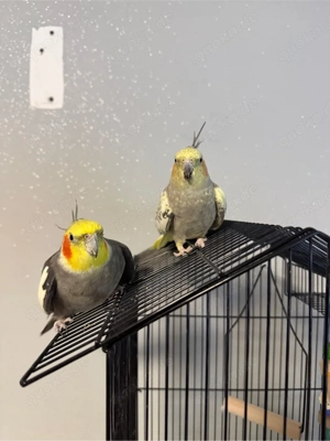 2 Nymphensittich paar zusammen