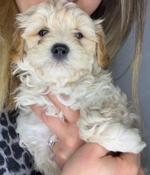 süße Maltipoo Welpen suchen dich