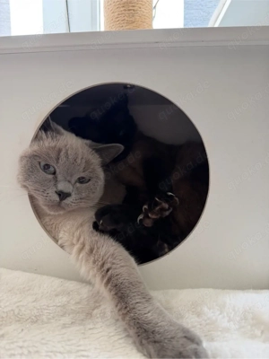 Bkh Kitten ,,Lina   sucht ein liebevolles Zuhause  Bild 9