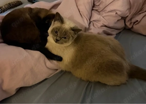 Bkh Kitten ,,Lina   sucht ein liebevolles Zuhause  Bild 10