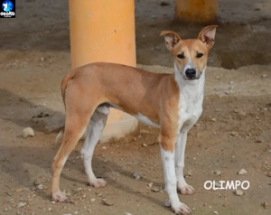 Wer gibt Olimpo die Zeit, die er braucht?