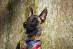 Sportlicher Traumhund sucht seine Menschen