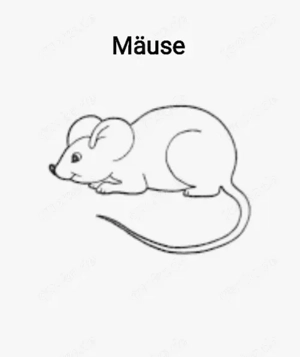 Mäuse Männchen 