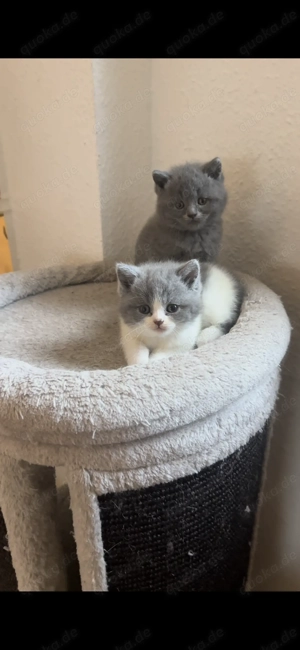 Drei charmante BKH-Kitten suchen ein liebevolles Zuhause Bild 3