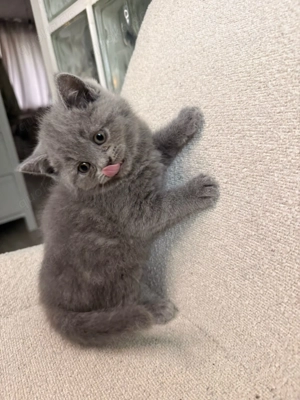 Drei charmante BKH-Kitten suchen ein liebevolles Zuhause Bild 5