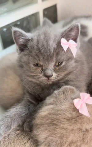 Drei charmante BKH-Kitten suchen ein liebevolles Zuhause Bild 4