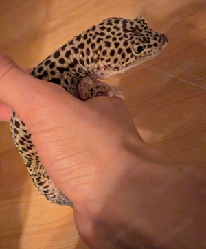 Leopardgecko Weibchen 2020 (Albino trägerin) Bild 4