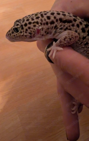 Leopardgecko Weibchen 2020 (Albino trägerin) Bild 3