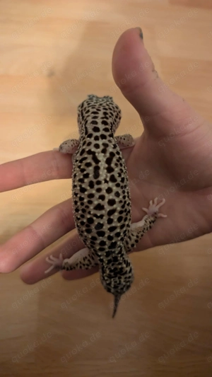 Leopardgecko Weibchen 2020 (Albino trägerin) Bild 5