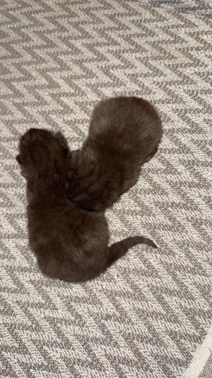 süßer reinrassiger BKH Bild 6