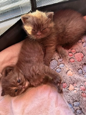 süßer reinrassiger BKH Bild 5