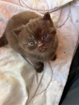 süßer reinrassiger BKH Bild 4