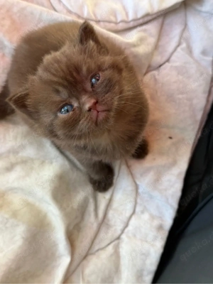 süßer reinrassiger BKH Bild 3