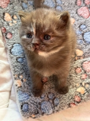 süßer reinrassiger BKH Bild 2