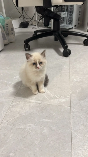 Birma Kitten suchen liebevolles Zuhause 