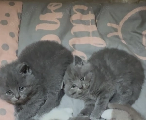 Drei charmante BKH-Kitten suchen ein liebevolles Zuhause Bild 7