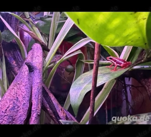 Pfeilgiftfrösche Nachzuchten  '24 & '25 Bild 2