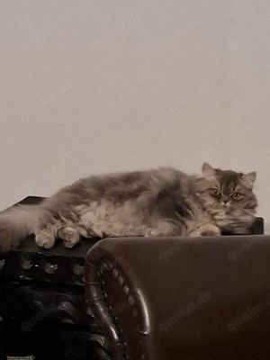Britisch langhaar Katze  Bild 2