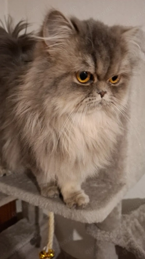 Britisch langhaar Katze  Bild 3