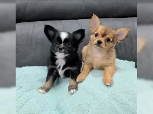 Top Langhaar chihuahua Welpen 