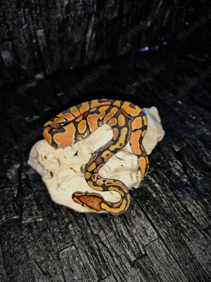 Biete 2 sehr schöne KÖNIGSPYTHONS! 2.0 Enchi Hypo (Ghost) het. clown het. rainbow Bild 2