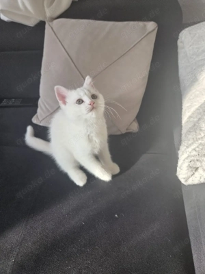 Wunderschönes Britisch Kurzhaar (BKH)  in Weiß 