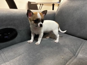 Mini Chihuahua