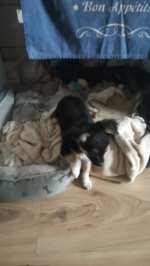 WunderschöChi huahua Welpen 