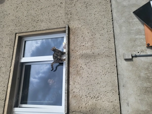 Katze in gute Hände 