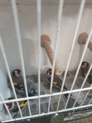 Europäische Stieglitz 