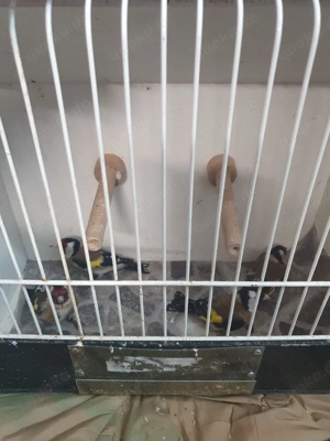 Europäische Stieglitz 