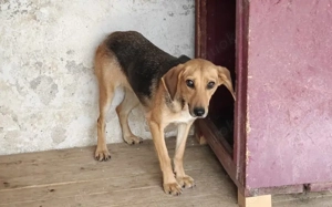 Zartes Gretchen sucht Schutzzone Bild 2