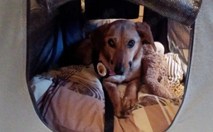 Zartes Gretchen sucht Schutzzone Bild 5