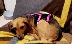 Zartes Gretchen sucht Schutzzone Bild 4