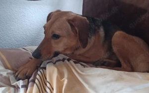 Zartes Gretchen sucht Schutzzone Bild 3