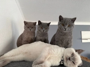 Britisch Kurzhaar Katzen