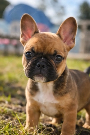CDDY frei Französische Bulldogge Hündin 