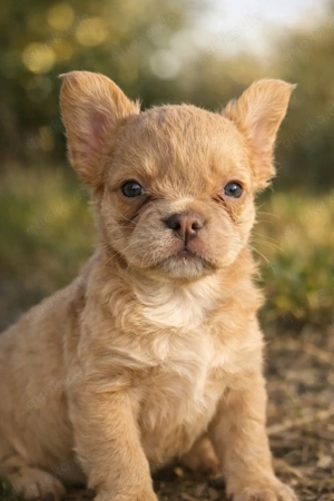 Französische Bulldoggen Welpen - typvoll