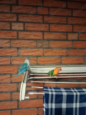 2 Unzertrennlich Bild 2