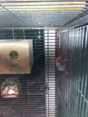 2 Unzertrennlich Bild 4