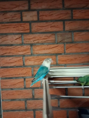 2 Unzertrennlich Bild 3