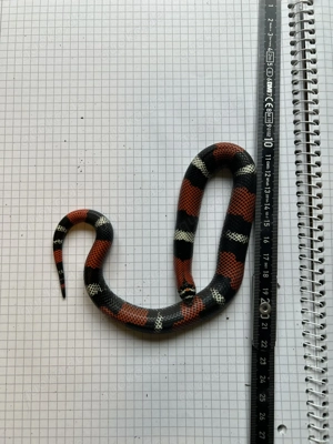 Südamerikanische Hakennasennatter Xenodon pulcher 