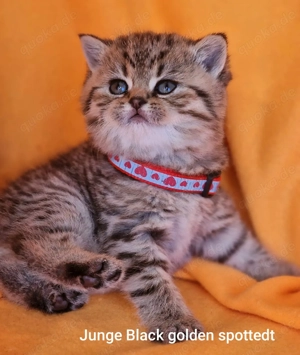 Bkh Kitten mit Stammbaum  Bild 2