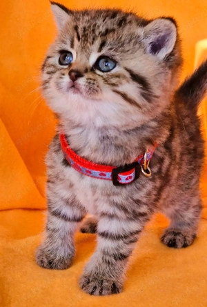 Bkh Kitten mit Stammbaum  Bild 3
