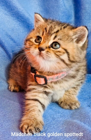 Bkh Kitten mit Stammbaum  Bild 8