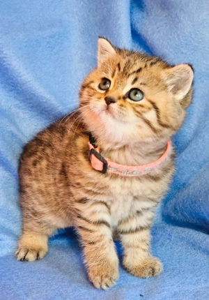 Bkh Kitten mit Stammbaum  Bild 9