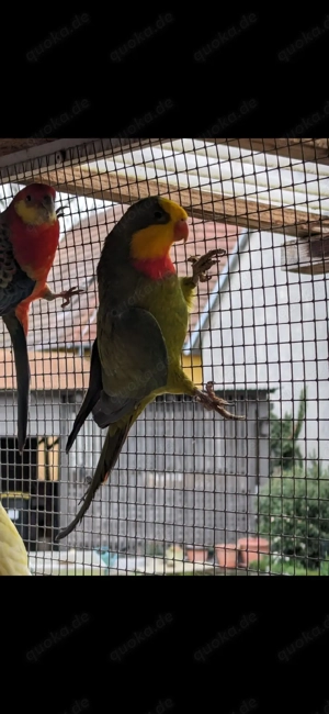 Barrabandsittich   Schildsittich  Bild 2