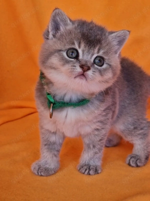 Bkh Kitten mit Stammbaum  Bild 7