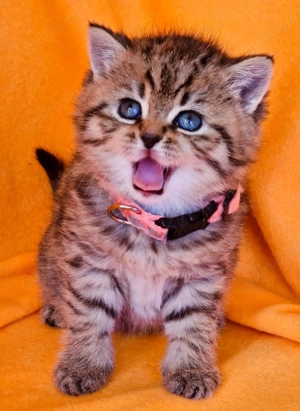 Bkh Kitten mit Stammbaum  Bild 10