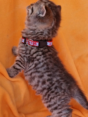 Bkh Kitten mit Stammbaum  Bild 4